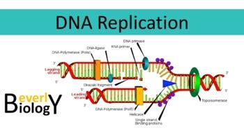 dna replication beverly biology.